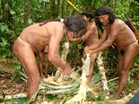 Selva tours Amazonia