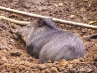 Pecari