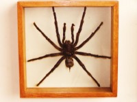 Museo Etno-Arqueol&oacute;gico Puyo