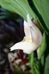 Orquidea anguloa uniflora