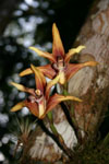 Maxillaria striata