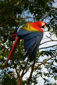 Guacamaya en centro de rescate Flor Amazonia