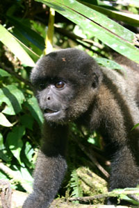 Paseo Los Monos Puyo Pastaza