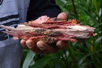 Leche de Sandi arbol