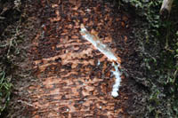 Leche de Sandi arbol