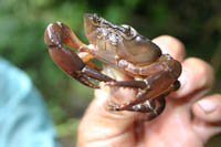 Cascadita de Tashapi 