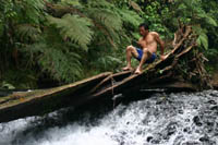 Cascadita de Tashapi 